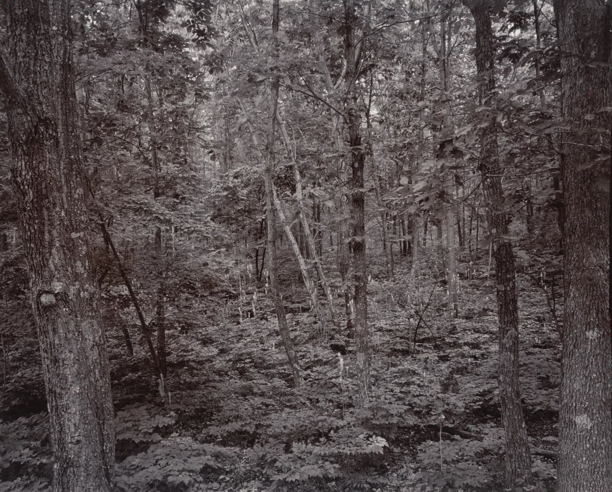 Forest, Blue Ridge Mountains, Virginia by Linda Connor, photograph, 1978