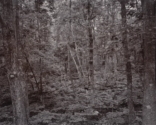 Forest, Blue Ridge Mountains, Virginia by Linda Connor, photograph, 1978