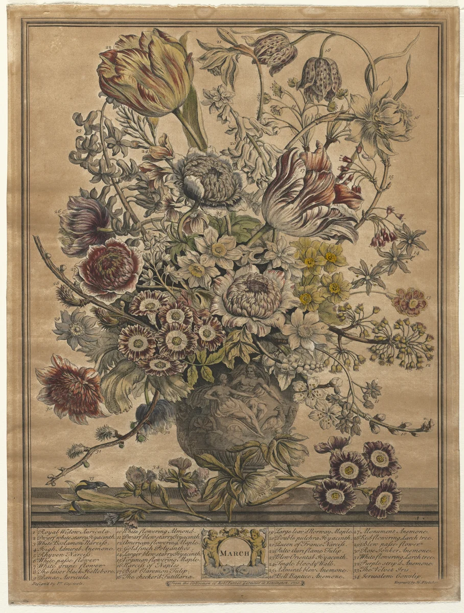 Twelve Months of Flowers: March by Henry Fletcher, print, 1730