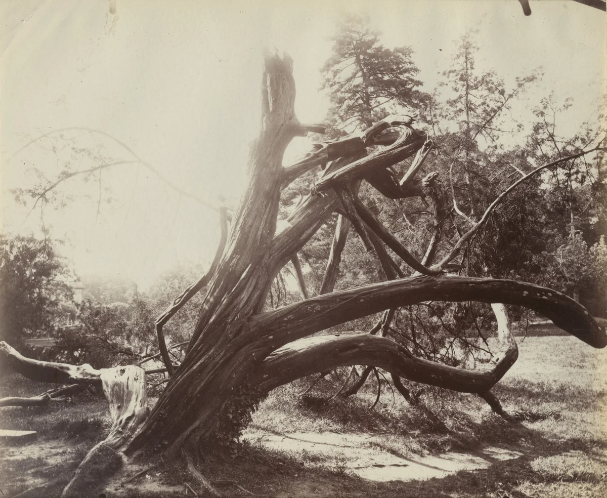 Trianon, Arbre by Eugène Atget, photograph, 1910
