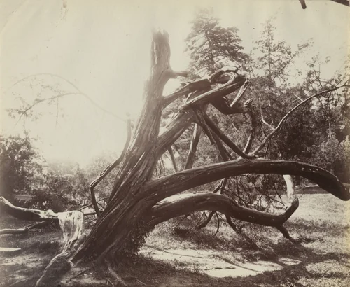 Trianon, Arbre by Eugène Atget, photograph, 1910