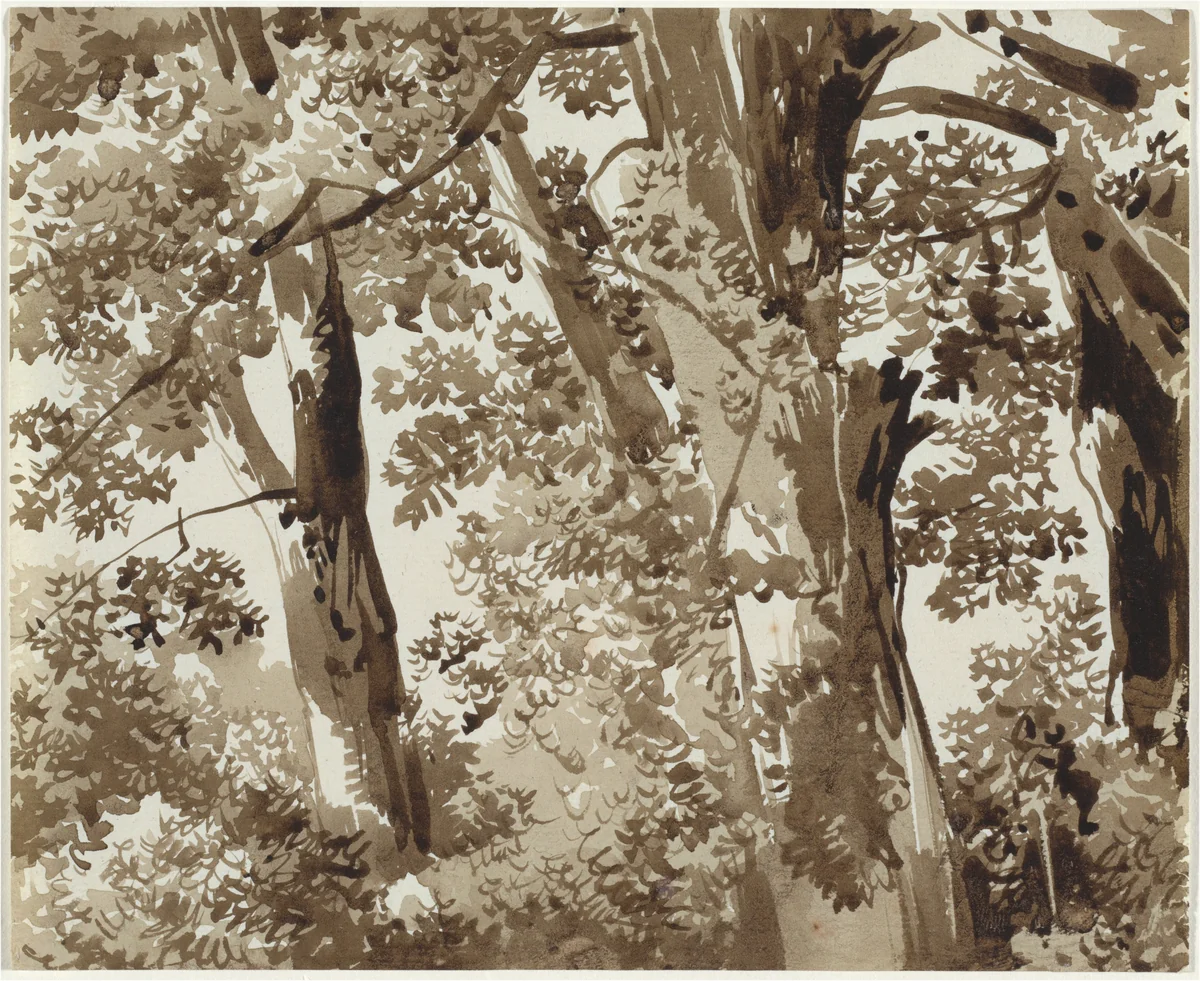 Trees with Dense Undergrowth by Franz Kobell, drawing, 1800-1820
