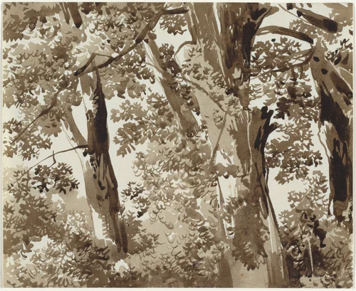 Trees with Dense Undergrowth by Franz Kobell, drawing, 1800-1820