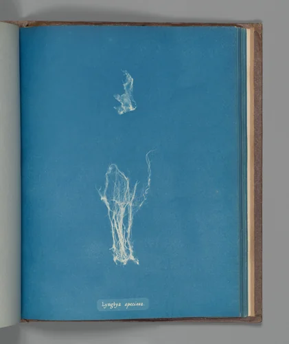 Lyngbya speciosa by Anna Atkins, photograph, 1851-1855