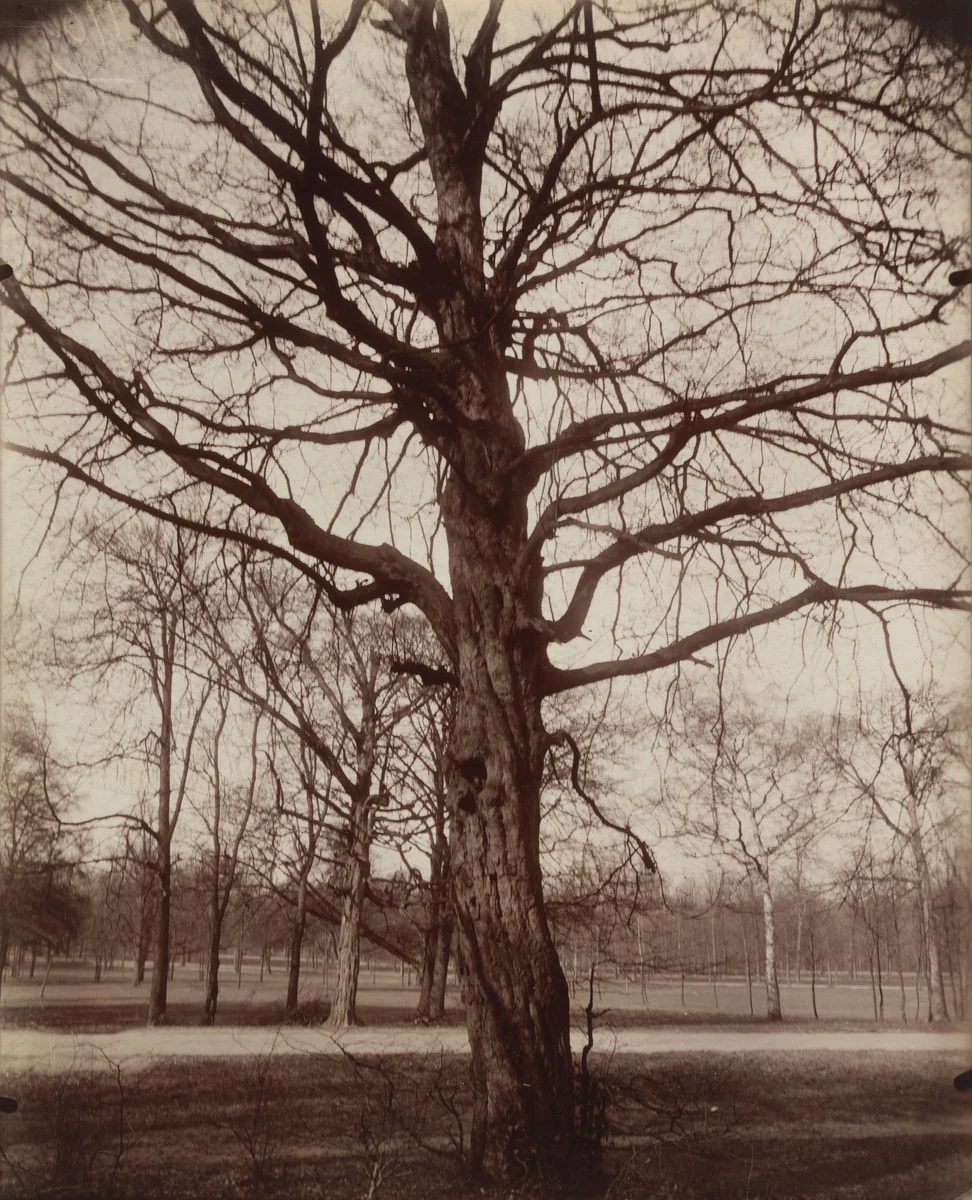 Saint-Cloud (hêtre) by Eugène Atget, photograph, 1922