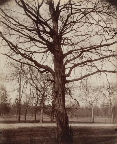 Saint-Cloud (hêtre) by Eugène Atget, photograph, 1922