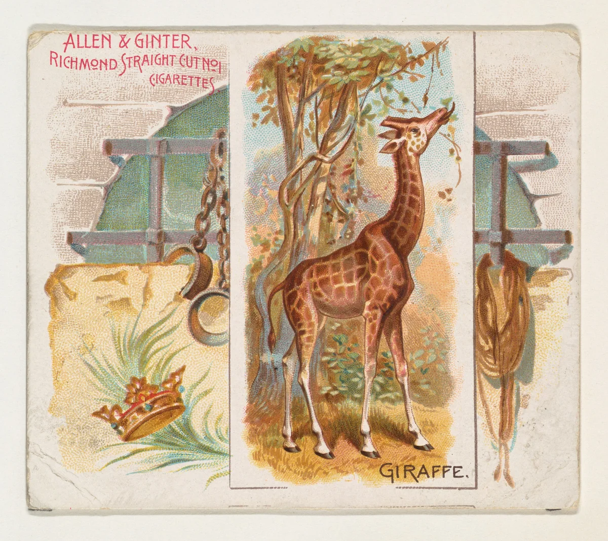 Giraffe, from Quadrupeds series (N41) for Allen & Ginter Cigarettes by Allen & Ginter, print, 1890