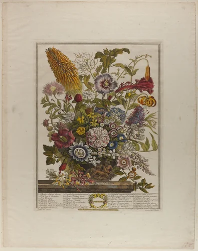 August, from Twelve Months of Flowers by Henry Fletcher
Peter Casteels III, print, 1730-1750