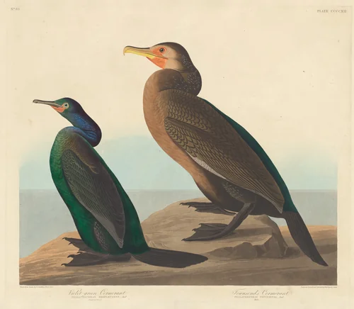 Violet-green Cormorant and Townsend's Cormorant by Robert Havell, Jr.; John James Audubon, print, 1838