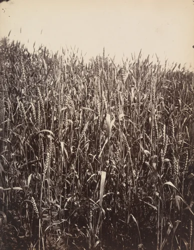 Blés by Eugène Atget, photograph, 1900