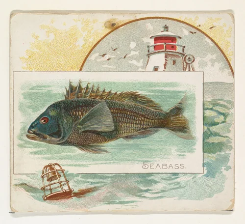Sea Bass, from Fish from American Waters series (N39) for Allen & Ginter Cigarettes by Allen & Ginter, print, 1889
