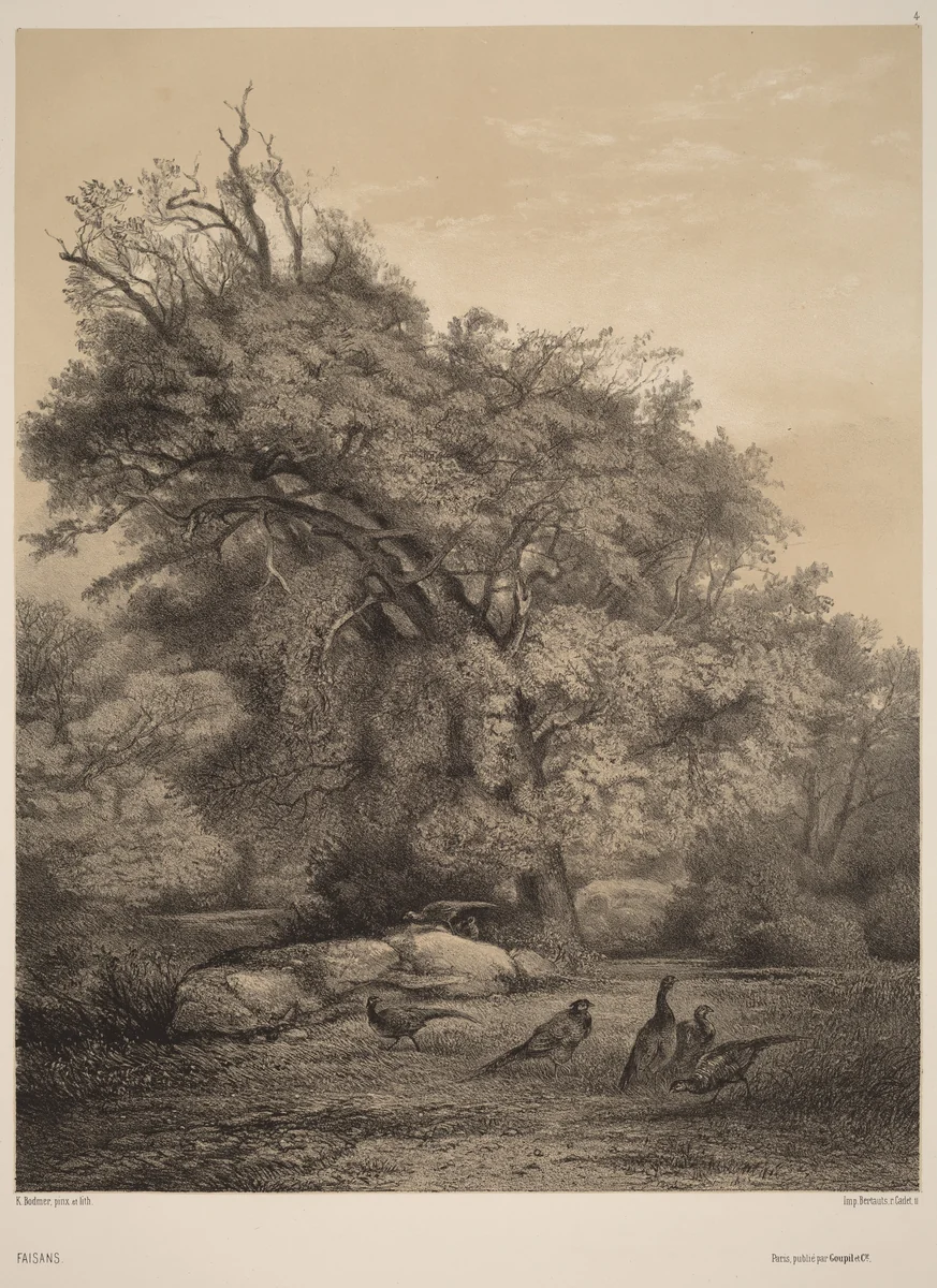 Faisans by Karl Bodmer, print, 1809-1893