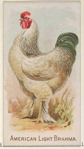 American Light Brahma, from the Prize and Game Chickens series (N20) for Allen & Ginter Cigarettes by Allen & Ginter, print, 1891