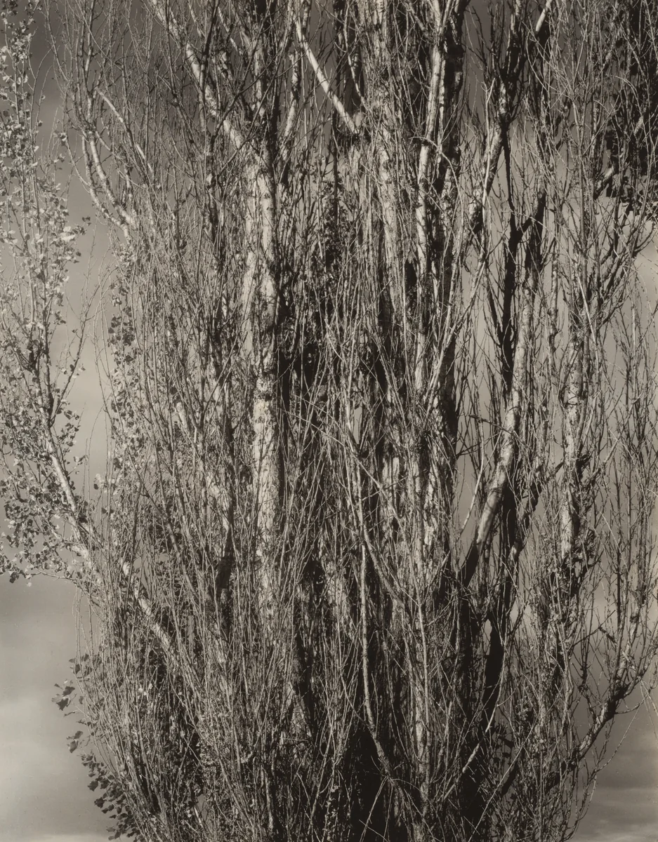Dying Poplar and Live Branch—Lake George by Alfred Stieglitz, photograph, 1932