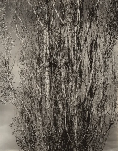 Dying Poplar and Live Branch—Lake George by Alfred Stieglitz, photograph, 1932