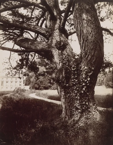 Arbre, Trianon by Eugène Atget, photograph, 1919