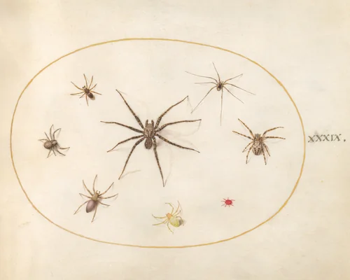 Plate 39: Eight Spiders by Joris Hoefnagel, drawing, 1570-1599