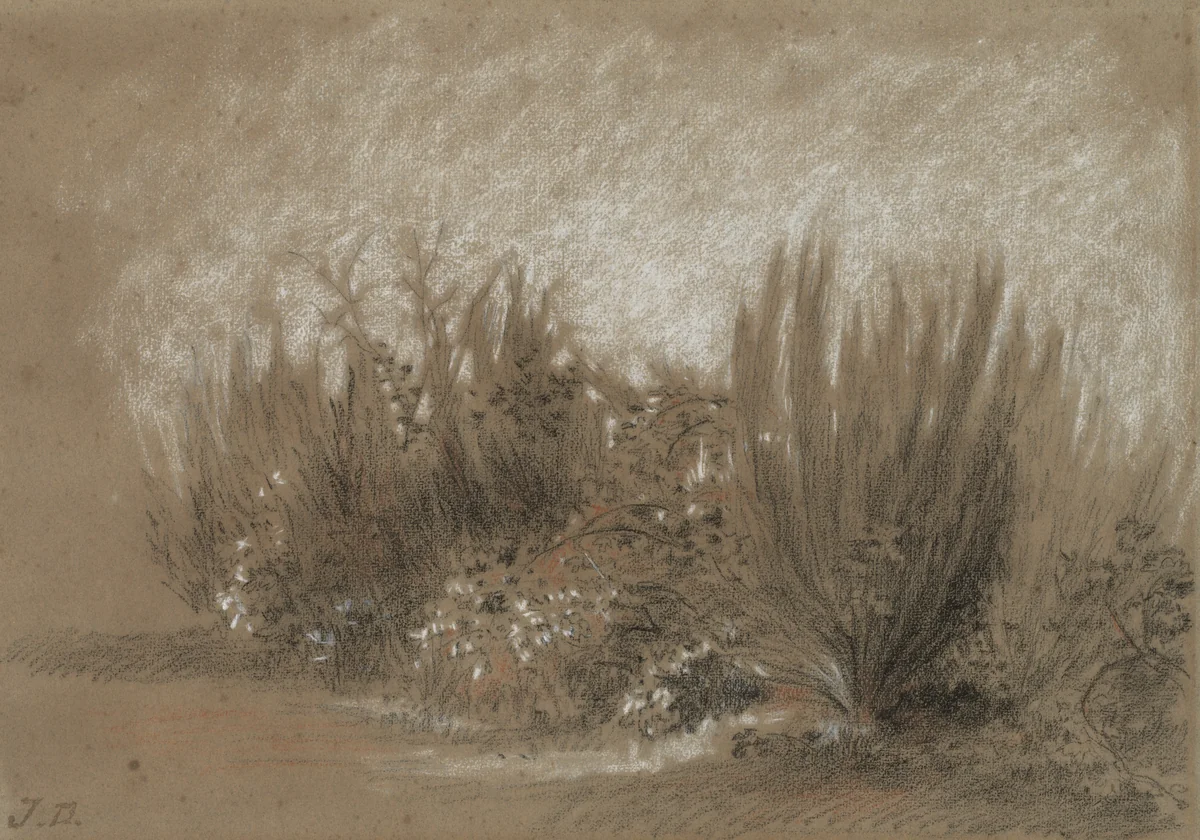 Genets et Ronces (Broom and Brambles) by Jules Dupré, drawing, 1860-1869