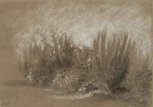 Genets et Ronces (Broom and Brambles) by Jules Dupré, drawing, 1860-1869