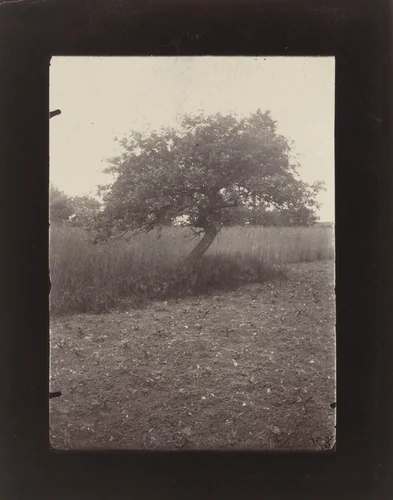 Pommier by Eugène Atget, photograph, 1900