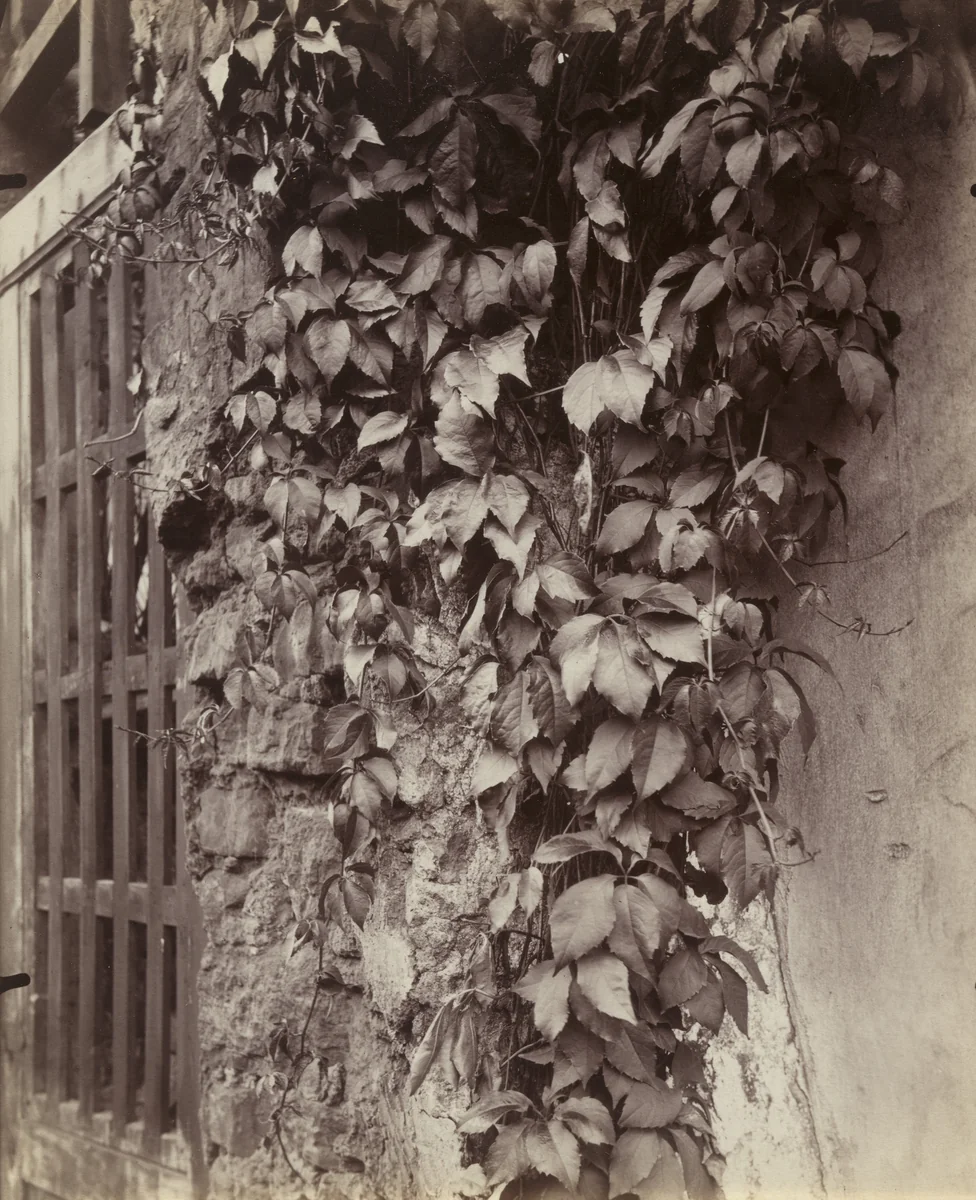 Vigne vierge by Eugène Atget, photograph, 1922