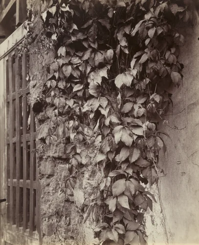 Vigne vierge by Eugène Atget, photograph, 1922