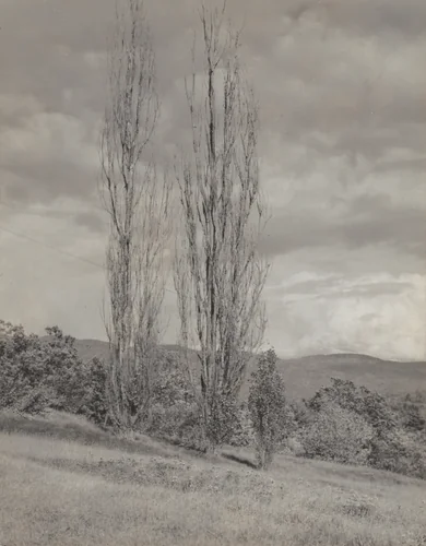 Poplars—Lake George by Alfred Stieglitz, photograph, 1935