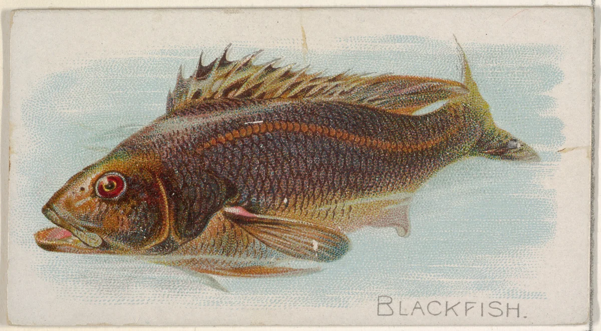 Blackfish, from the Fish from American Waters series (N8) for Allen & Ginter Cigarettes Brands by Allen & Ginter, print, 1889