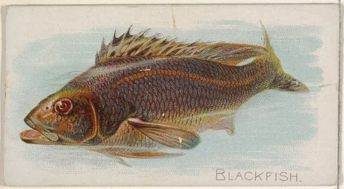Blackfish, from the Fish from American Waters series (N8) for Allen & Ginter Cigarettes Brands by Allen & Ginter, print, 1889