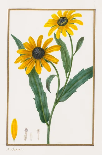 Black-eyed Susan by Pancrace Bessa, drawing, 1828-1835