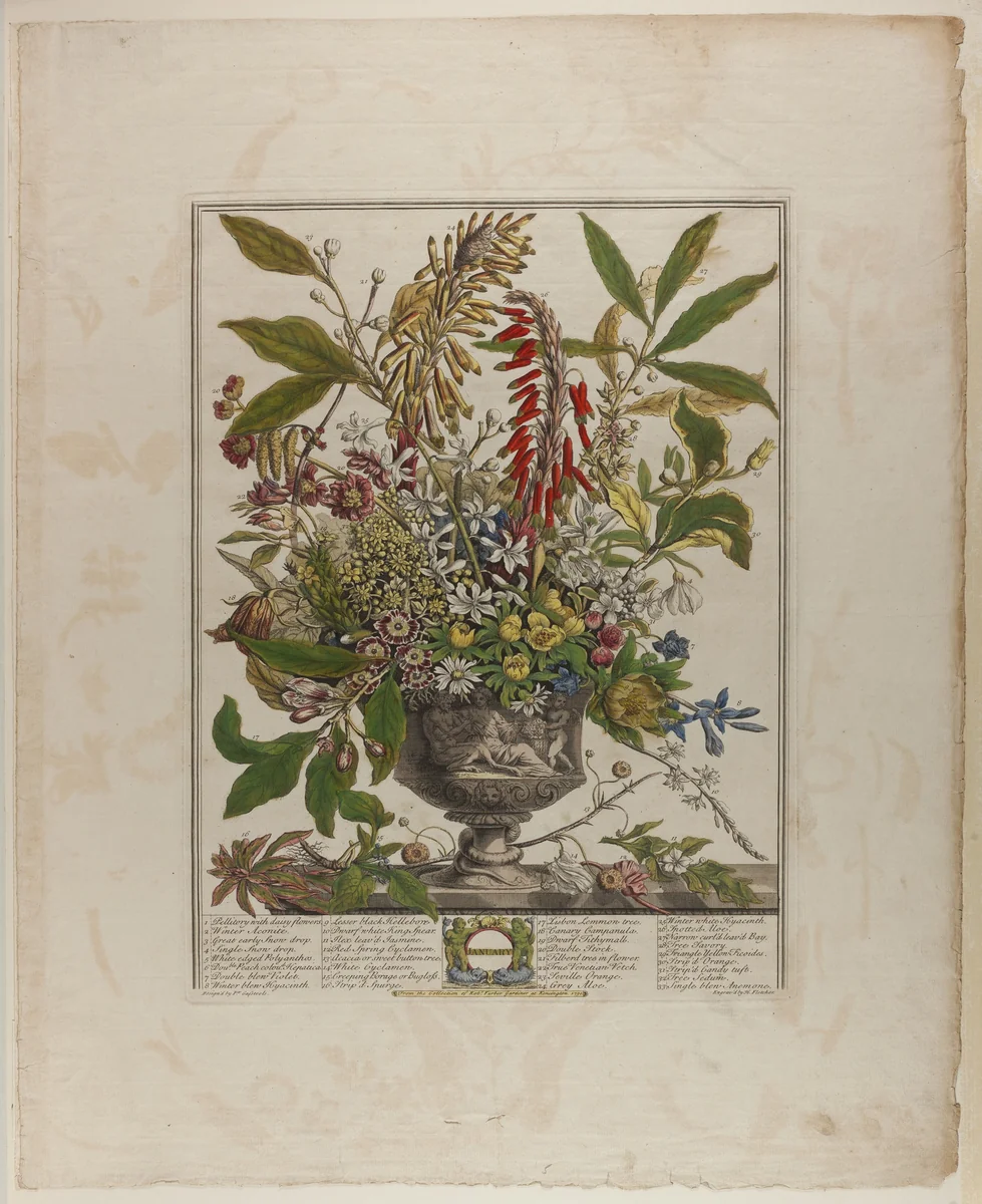 January, from Twelve Months of Flowers by Henry Fletcher
Peter Casteels III, print, 1730-1750