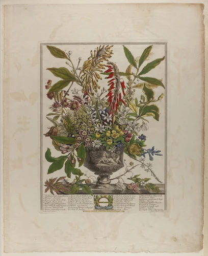 January, from Twelve Months of Flowers by Henry Fletcher
Peter Casteels III, print, 1730-1750