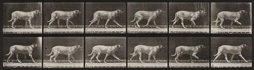 Plate Number 706. Dog; trotting; mastiff, Smith by Eadweard Muybridge, photograph, 1887