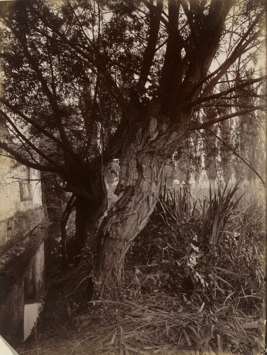 Montgeron (Saules) by Eugène Atget, photograph, 1925