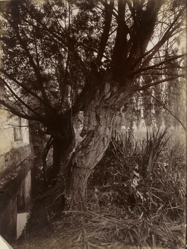 Montgeron (Saules) by Eugène Atget, photograph, 1925