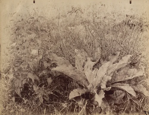 Bouillon-Blanc by Eugène Atget, photograph, 1900