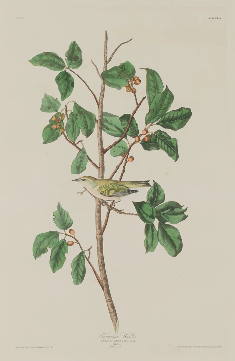 Tennessee Warbler by Robert Havell, Jr.; John James Audubon, print, 1832