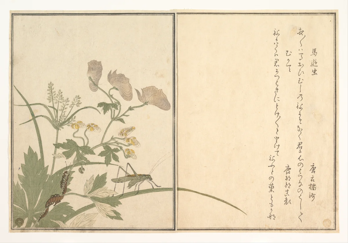 Katydid (Umaoi-mushi); Centipede, (Mukade), from the Picture Book of Crawling Creatures (Ehon mushi erami) by Kitagawa Utamaro (喜多川歌麿), print, 1788