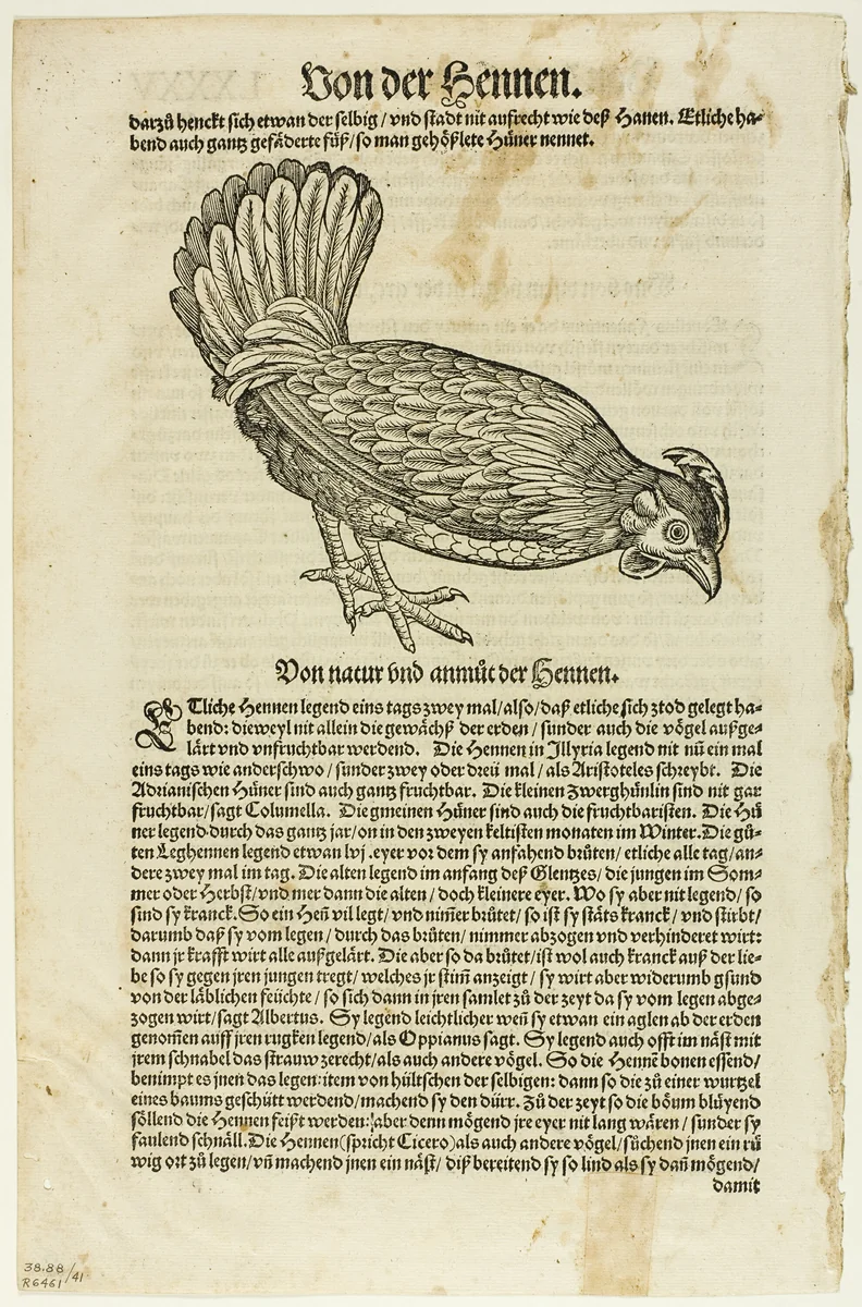 Illustration from "Vogelbuch", plate 41 from Woodcuts from Books of the XVI Century by Unknown Artist, print, 1557