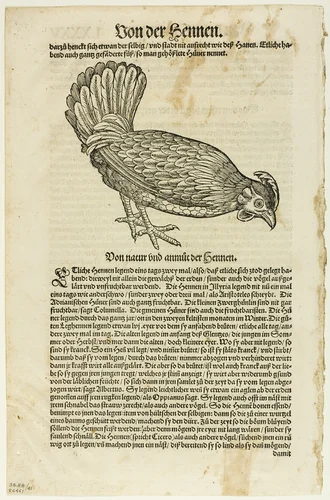 Illustration from "Vogelbuch", plate 41 from Woodcuts from Books of the XVI Century by Unknown Artist, print, 1557