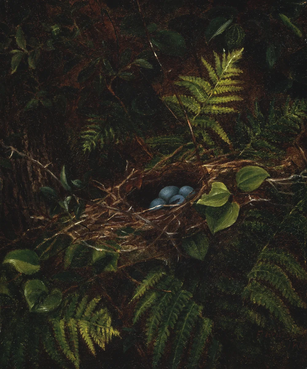 Bird's Nest and Ferns by Fidelia Bridges, painting, 1863