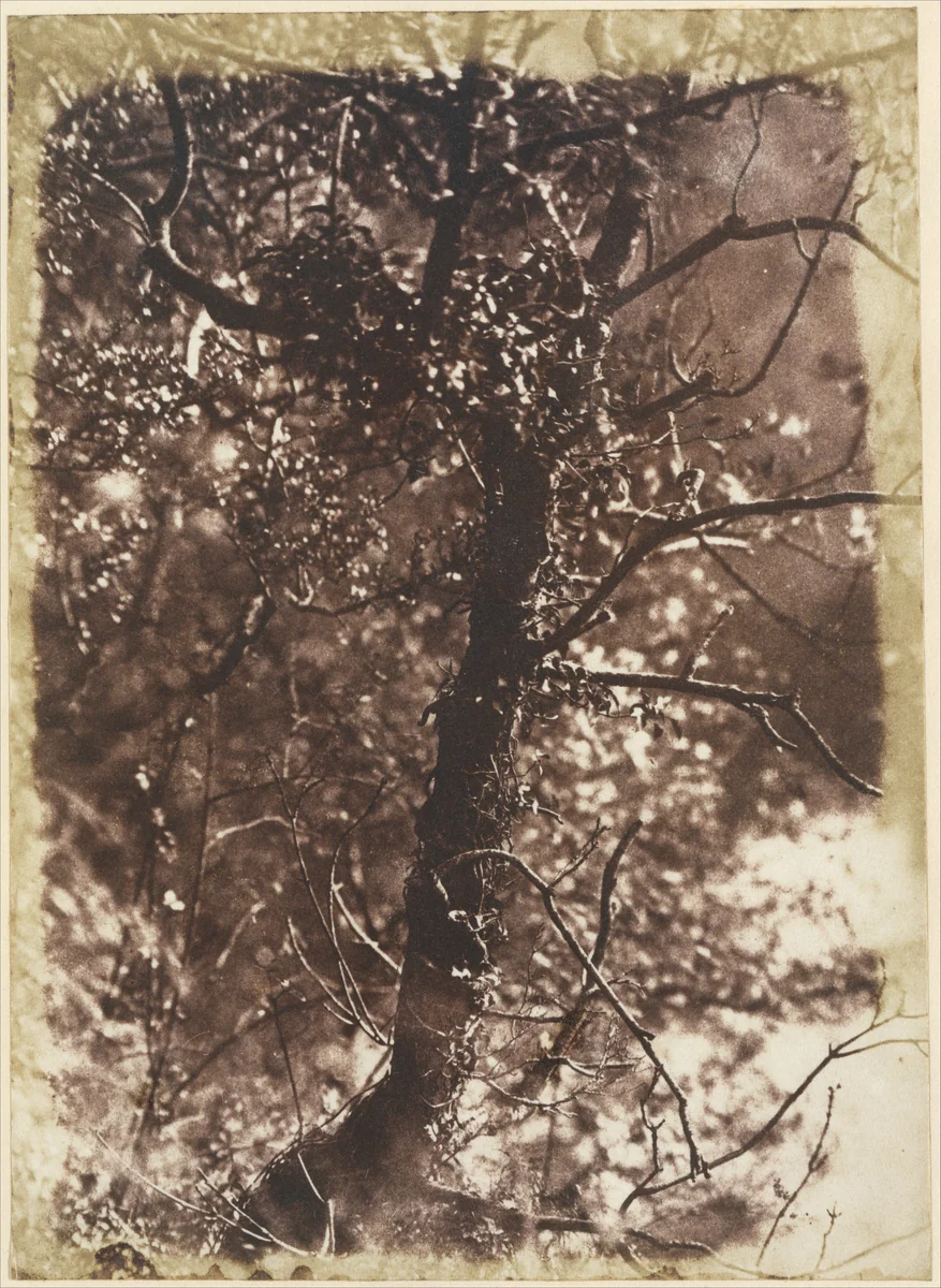 The Fairy Tree at Colinton by Hill and Adamson, photograph, 1846