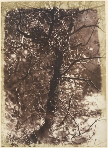 The Fairy Tree at Colinton by Hill and Adamson, photograph, 1846