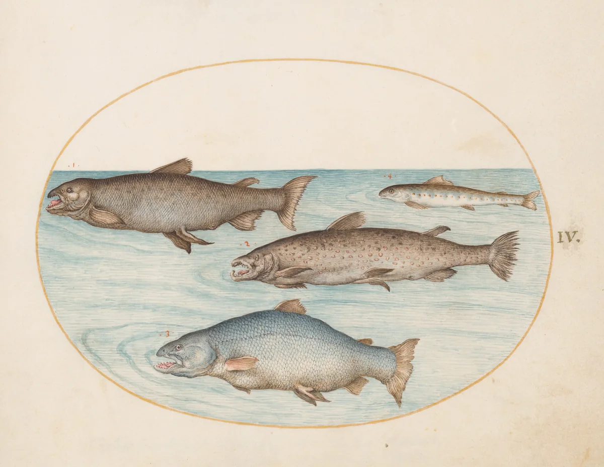 Plate 4: Four Salmon by Joris Hoefnagel, drawing, 1570-1599