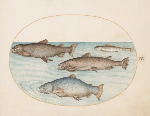 Plate 4: Four Salmon by Joris Hoefnagel, drawing, 1570-1599