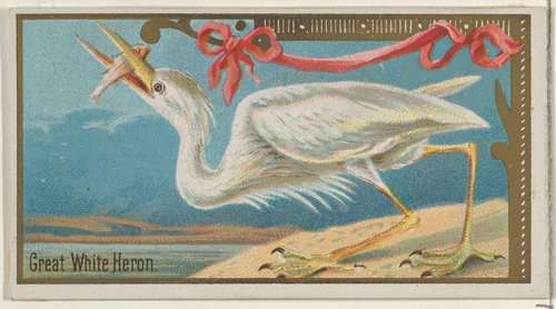 Great White Heron, from the Game Birds series (N13) for Allen & Ginter Cigarettes Brands by Allen & Ginter, print, 1889