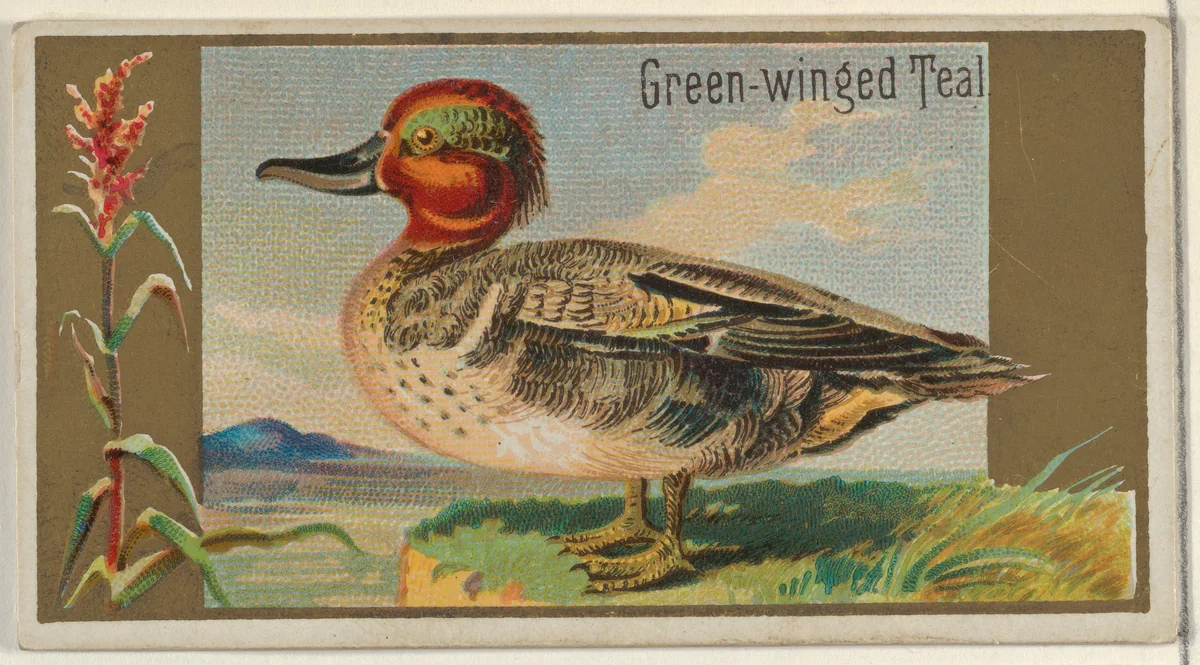 Green-winged Teal, from the Game Birds series (N13) for Allen & Ginter Cigarettes Brands by Allen & Ginter, print, 1889