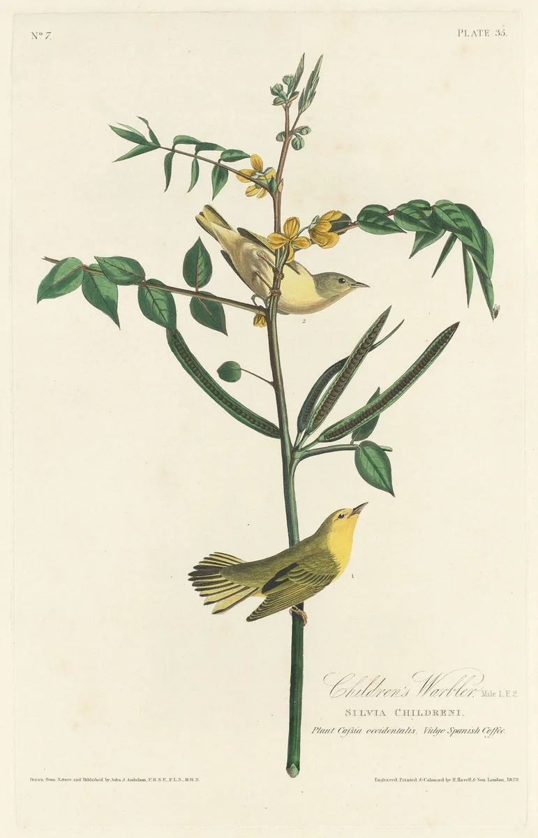 Children's Warbler by Robert Havell, Jr.; John James Audubon, print, 1828