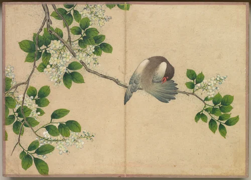 Desk Album: Flower and Bird Paintings (Preening Bird) by Zhang Ruoai, painting, 1700-1799