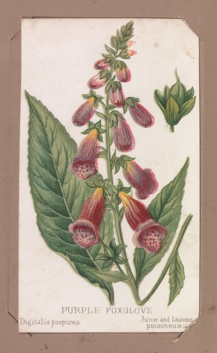 Purple Foxglove from the Plants series by Louis Prang & Co., print, 1862-1869